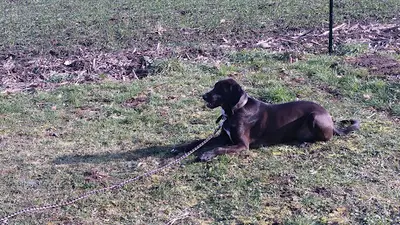 Educateur Canin l'Tiot Dressage