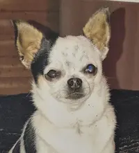 Of Little Dog S Paradise