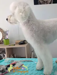 Pollux et Compagnie, Toilettage Canin et Félin