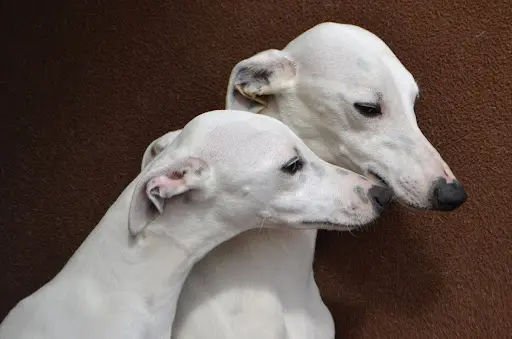 Elevage de Whippet des Filles D’éole