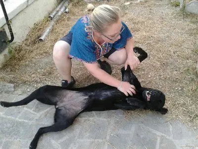 Elodie le Furaut Educateur Canin Comportementaliste