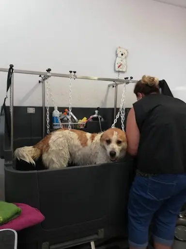 Bulles de Poils - Toiletteur de Chien