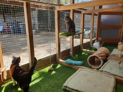 Cat Y Mini Pension Chat