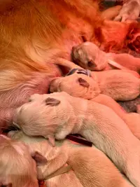 Elevage des Goldens d'Azur