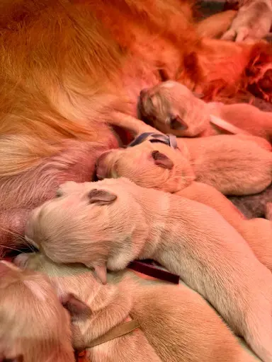 Elevage des Goldens d'Azur