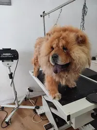 Salon de Toilettage Animalook