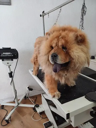Salon de Toilettage Animalook