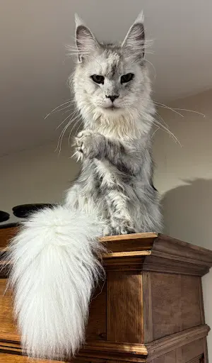 Elevage de l'Ushuaia: Maine Coon