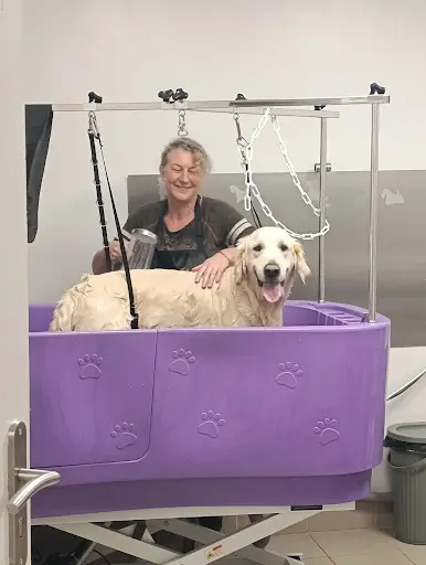 Bon Chien Bon Genre Toilettage