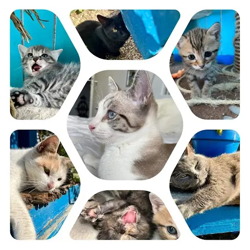 Sos Chats la Teste / Gujan / Arcachon