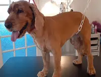 Cani Beauty Toilettage la Tour d'Aigues