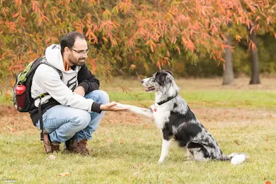 Dogteacher