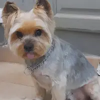 Choucky Toilettage