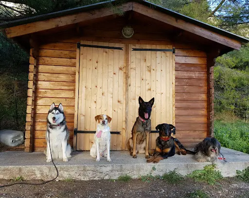 Club Canin la Valette