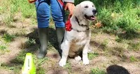 Pets Paradyz
