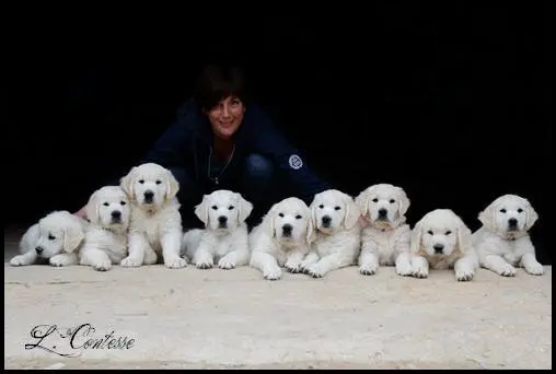 Elevage Golden Retriever de la Tribu des Tam Tam