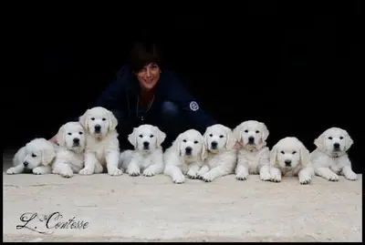 Elevage Golden Retriever de la Tribu des Tam Tam