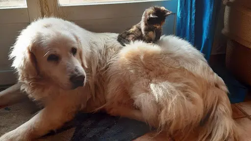 Les Patounes