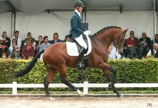 Centre de Reproduction des Etalons de Dressage