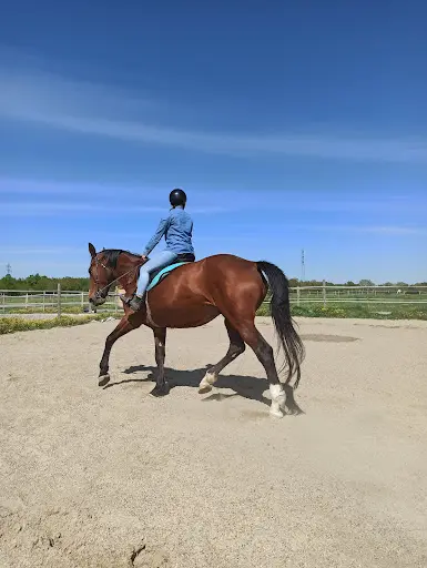 Écurie Gapteau Pauline - Equid & Sens - Équithérapie et Médiation Animale