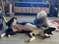 Les Amis de Kâli