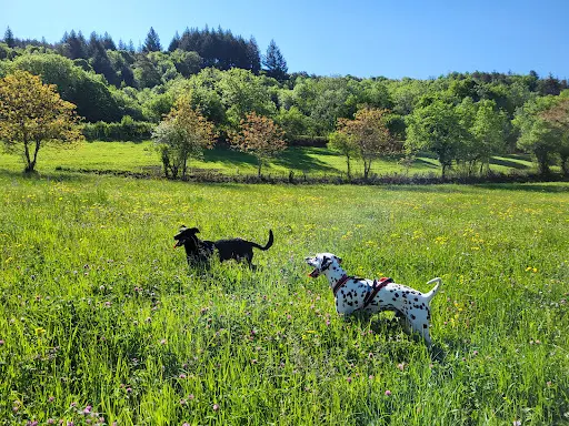 Ain Monde Canin Educatrice Canine Comportementaliste Diplômé d'État
