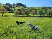 Ain Monde Canin Educatrice Canine Comportementaliste Diplômé d'État