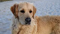 Elevage des Puppys Goldens Love