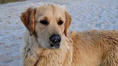 Elevage des Puppys Goldens Love