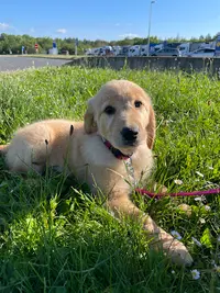 Elevage Catch The Dream - Golden Retrievers