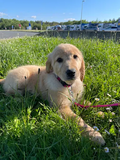 Elevage Catch The Dream - Golden Retrievers