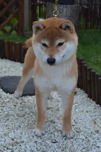 Sumidagawasou