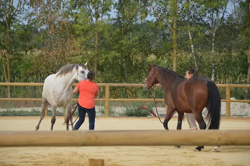 Centre Équestre l'Equifine