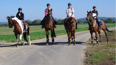 Haras de la Chapelle
