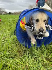 Educateur Canin et Comportementaliste Canin Respectdogs