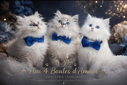 Aux 4 Boules d'Amour Élevage de Chats Sibérien Neva Masquerade