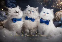 Aux 4 Boules d'Amour Élevage de Chats Sibérien Neva Masquerade