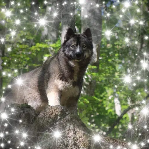 Elevage Chiot Husky & Samoyede & Laika de Iakoutie Lof & Testés Of Moonlight S Rhapsody Cani Marche Mediation Animale