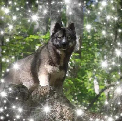 Elevage Chiot Husky & Samoyede & Laika de Iakoutie Lof & Testés Of Moonlight S Rhapsody Cani Marche Mediation Animale