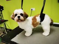 O Happy Dog