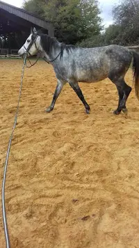 Centre Equestre de la Hulotte