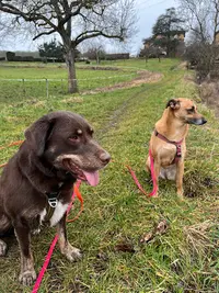 Education Canine - Well Dog