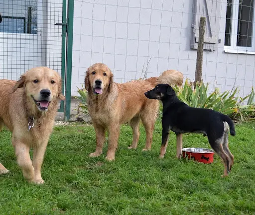 Maï Educ Canin - Éducation Canine