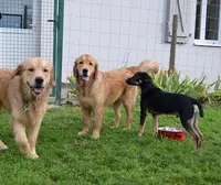 Maï Educ Canin - Éducation Canine