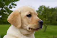Verger de la Placette: Élevage Labrador Retriever Sable, Noir et Chocolat, Éleveur Chiot Lof, Hauts-de-france, Pas-de-calais