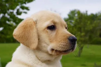 Verger de la Placette: Élevage Labrador Retriever Sable, Noir et Chocolat, Éleveur Chiot Lof, Hauts-de-france, Pas-de-calais