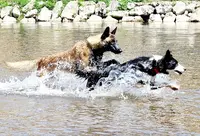 Ldcdog /les Louanges de Capry- Centre Canin-pension Canine-