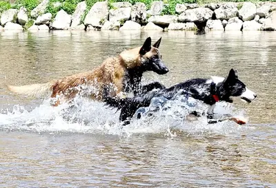 Ldcdog /les Louanges de Capry- Centre Canin-pension Canine-