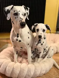 Gotteri Brigitte