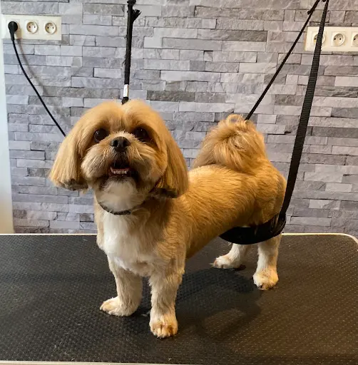 Beauté Canine